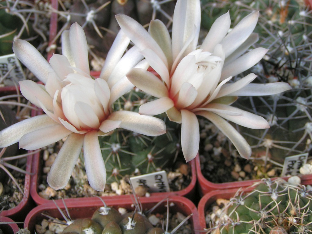 Gymnocalycium amerhauseri HT 88_229